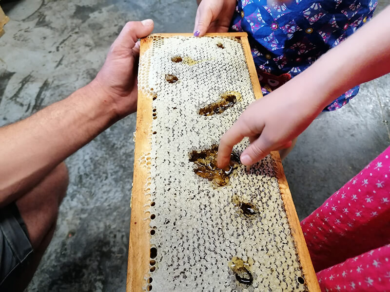 Visites guidées apiculteur